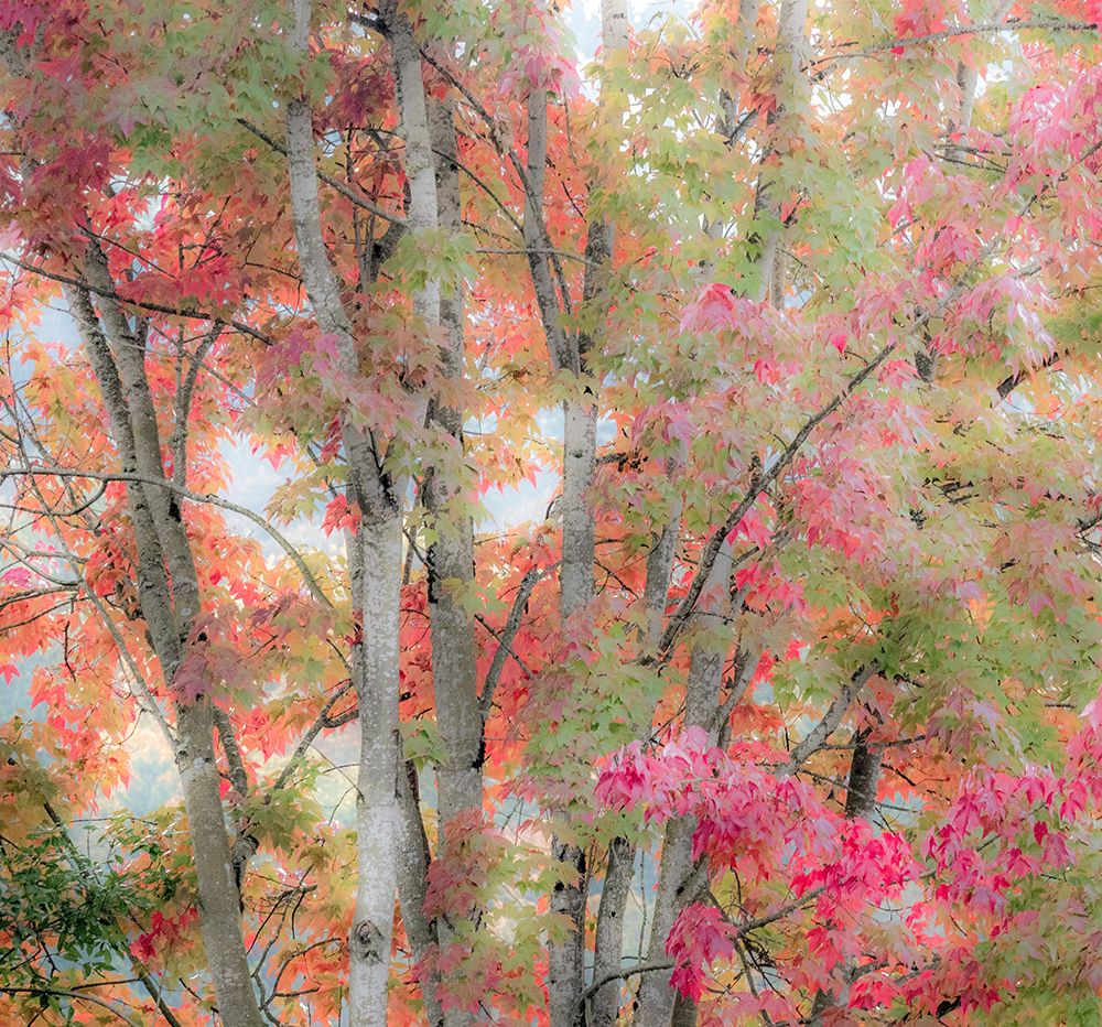 USA-Washington State-Issaquah with fall colored Maple trees along downtown roads
